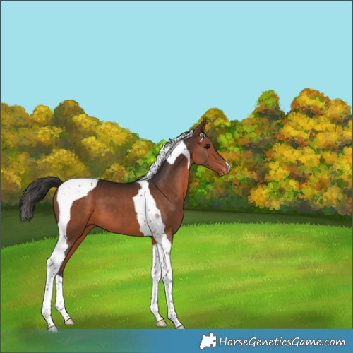 Horse Color:Bay Tobiano Varnish 