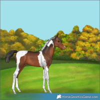 Horse Color:Bay Tobiano Appaloosa 