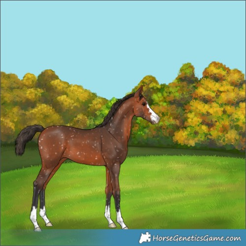 Horse Color:Bay Snowflake Varnish 