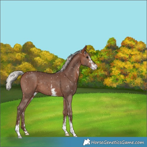 Horse Color:Silver Bay Sabino Snowflake Varnish