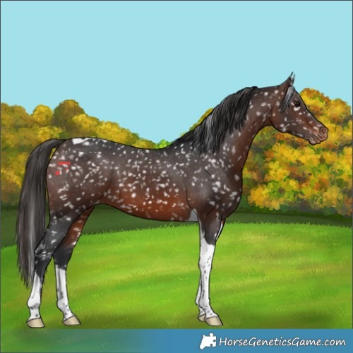 Horse Color:Brown Tobiano Appaloosa 