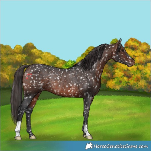 Horse Color:Brown Snowflake Varnish Rabicano 