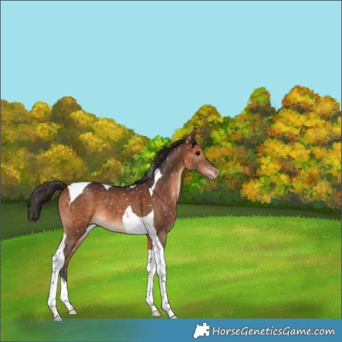 Horse Color:Bay Tobiano Snowflake Varnish