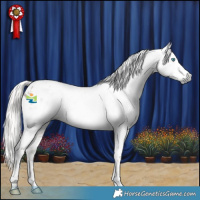Horse Color:Gray Silver Black Splash Tobiano Appaloosa