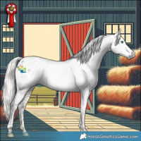 Horse Color:Gray Silver Black Splash Tobiano Appaloosa 