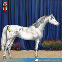 Horse Color:Gray Silver Black Splash Tobiano Appaloosa 