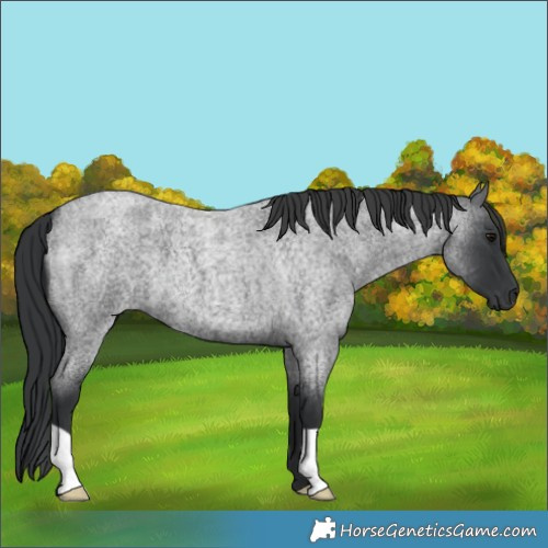 Horse Color:Blue Roan 