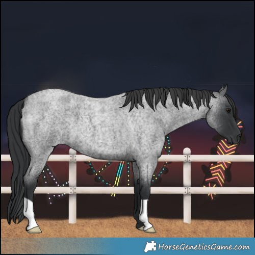 Horse Color:Blue Roan 
