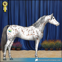 Horse Color:Brown Appaloosa