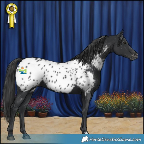 Horse Color:Black Appaloosa 