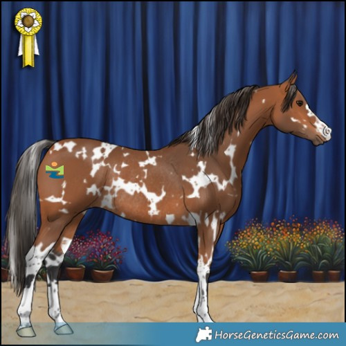 Horse Color:White Spotted Bay Rabicano 