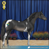 Horse Color:Black Tobiano