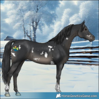 Horse Color:White Spotted Black Tobiano 