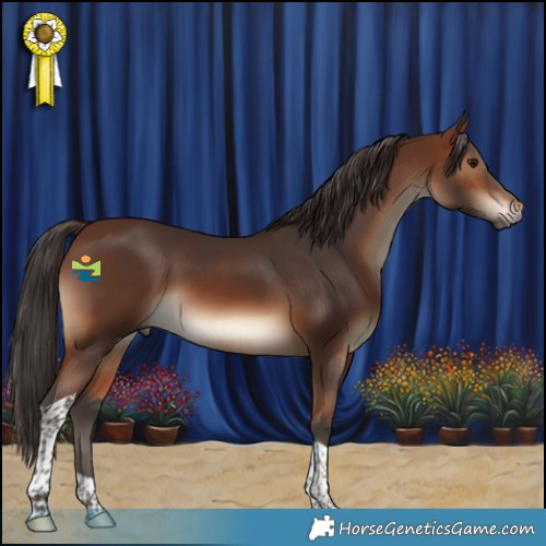 Horse Color:Brown Tobiano 