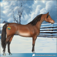 Horse Color:Bay 