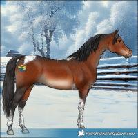 Horse Color:Brown Tobiano 