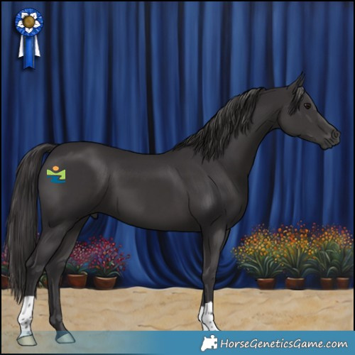 Horse Color:Smoky Black 
