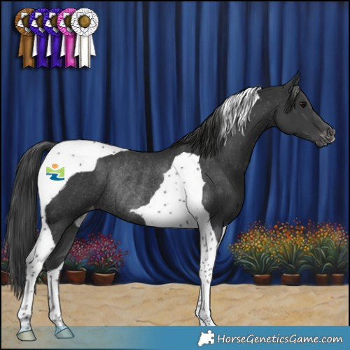 Horse Color:Black Tobiano Appaloosa Rabicano 