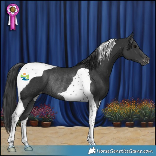 Horse Color:Black Tobiano Appaloosa Rabicano 