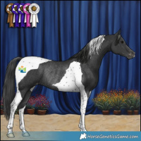Horse Color:Black Tobiano Appaloosa Rabicano 