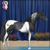 Horse Color:Black Tobiano Appaloosa Rabicano