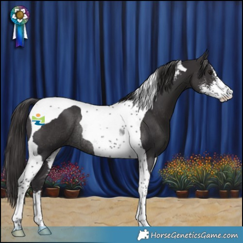 Horse Color:Smoky Black Sabino Tobiano Rabicano 