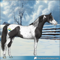 Horse Color:Smoky Black Sabino Tobiano Rabicano 