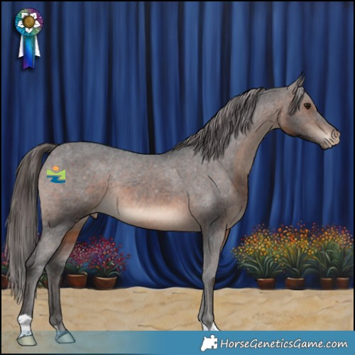 Horse Color:Brown Appaloosa Rabicano 