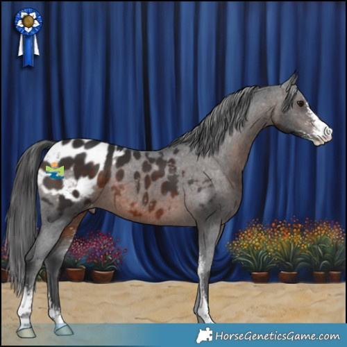 Horse Color:Brown Sabino Appaloosa 