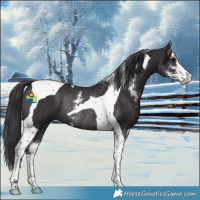 Horse Color:Smoky Black Sabino Tobiano Rabicano