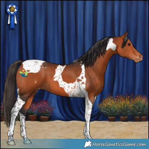Horse Color:Bay Tobiano Appaloosa 