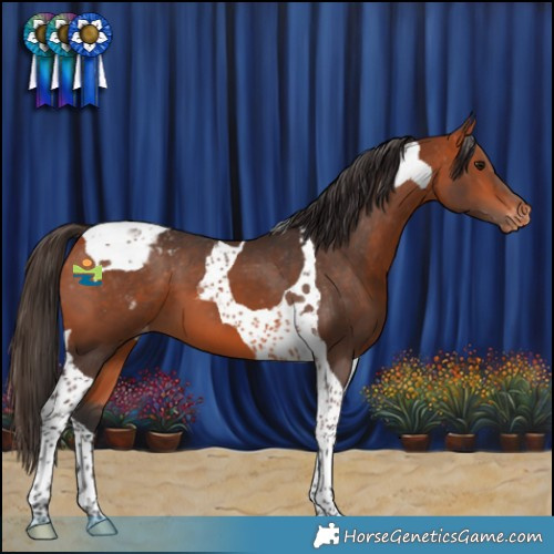 Horse Color:Bay Tobiano Appaloosa 