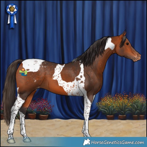 Horse Color:Bay Tobiano Appaloosa 