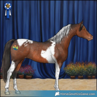 Horse Color:Brown Tobiano Appaloosa Rabicano 