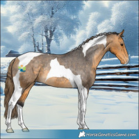 Horse Color:Buckskin Tobiano Appaloosa Rabicano