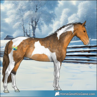 Horse Color:Buckskin Tobiano Appaloosa Rabicano 
