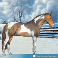 Horse Color:Buckskin Tobiano Appaloosa Rabicano 
