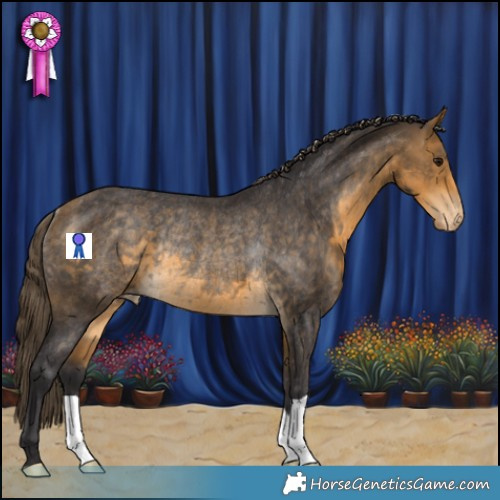 Horse Color:Buckskin Appaloosa Rabicano 