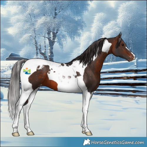Horse Color:Brown Tobiano Varnish 