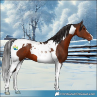 Horse Color:Brown Tobiano Appaloosa 