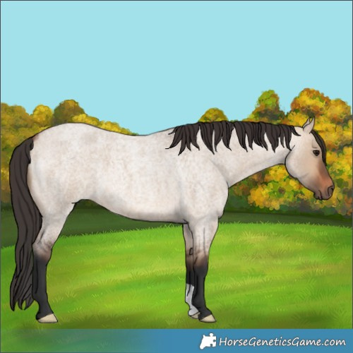 Horse Color:Bay Roan Dun 