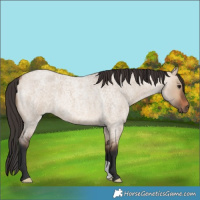 Horse Color:Bay Roan Dun 