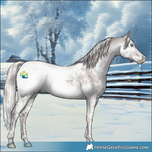 Horse Color:Silver Black Splash Tobiano Appaloosa 