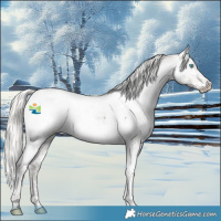 Horse Color:Silver Black Splash Tobiano Appaloosa 