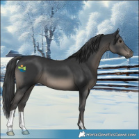 Horse Color:Black 