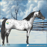 Horse Color:Black Appaloosa