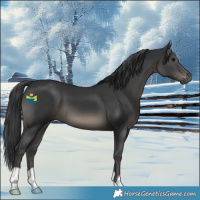 Horse Color:Black 