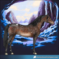 Horse Color:Brown Appaloosa 
