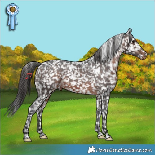 Horse Color:Brown Appaloosa 