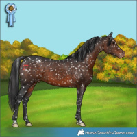 Horse Color:Brown Appaloosa